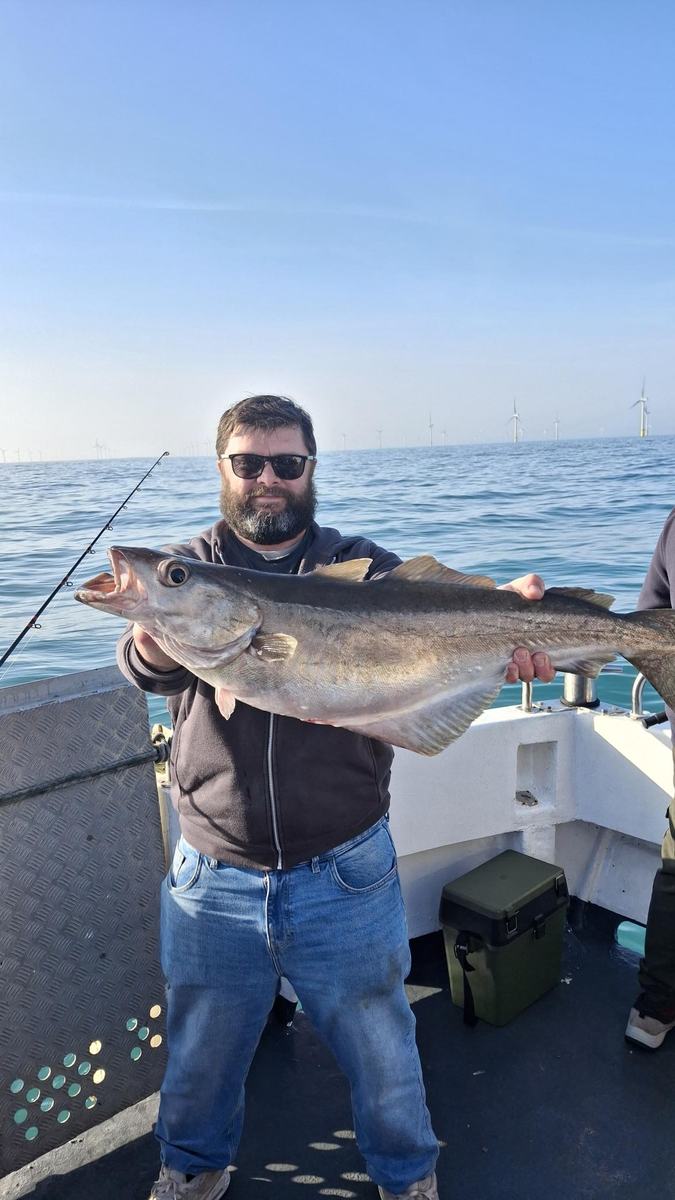 Angler with large pollack caught on offshore wreck