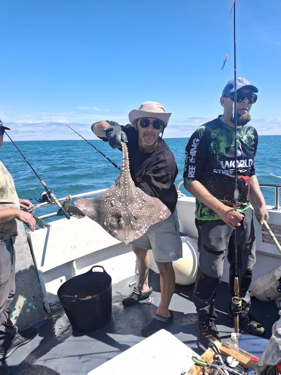 Thornback ray caught on a Sussex Offshore charter trip