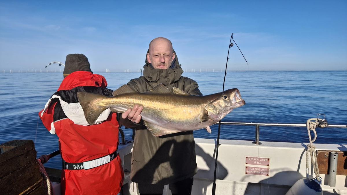 Angler with large pollack on offshore English Channel wreck
